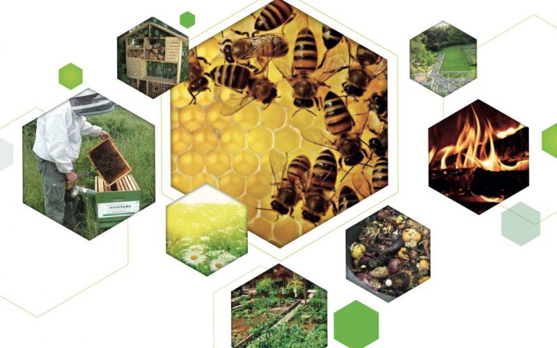 image de ruches d'abeilles 