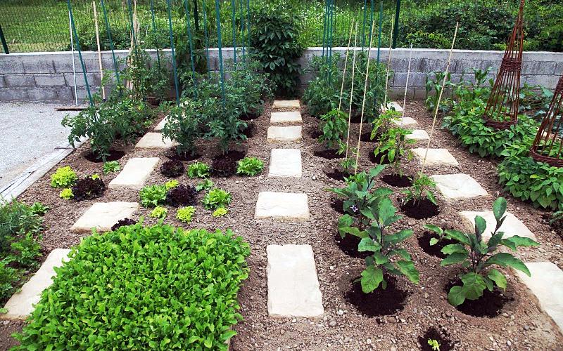 photo d'un petit jardin avec des plantes verts 